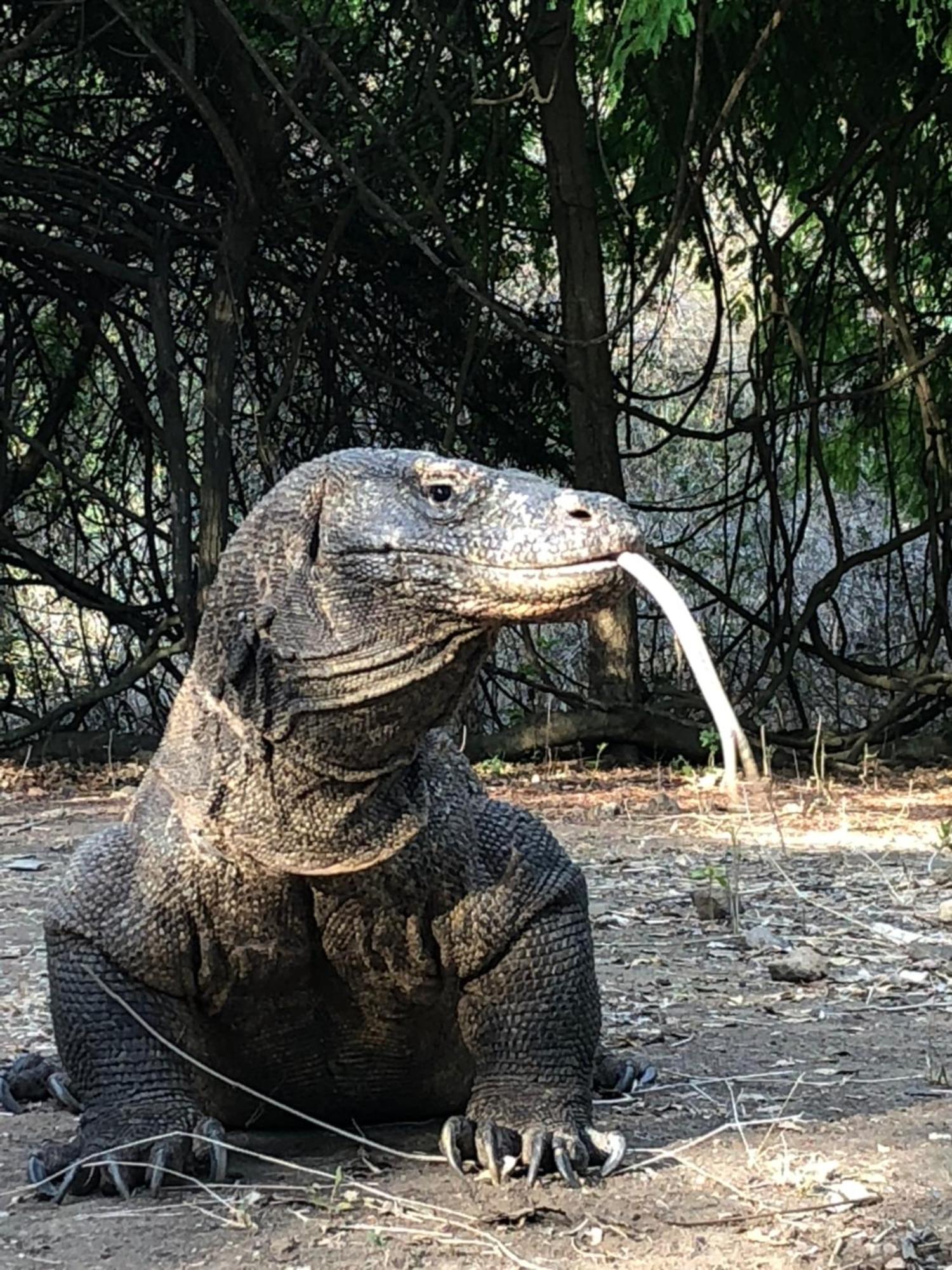 Dua Putri Komodo Homestay Luaran gambar
