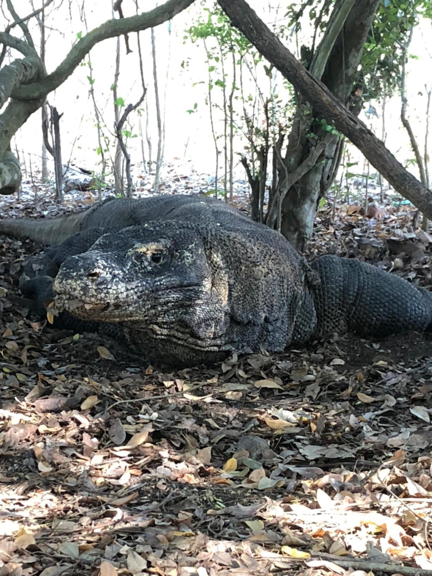 Dua Putri Komodo Homestay Luaran gambar