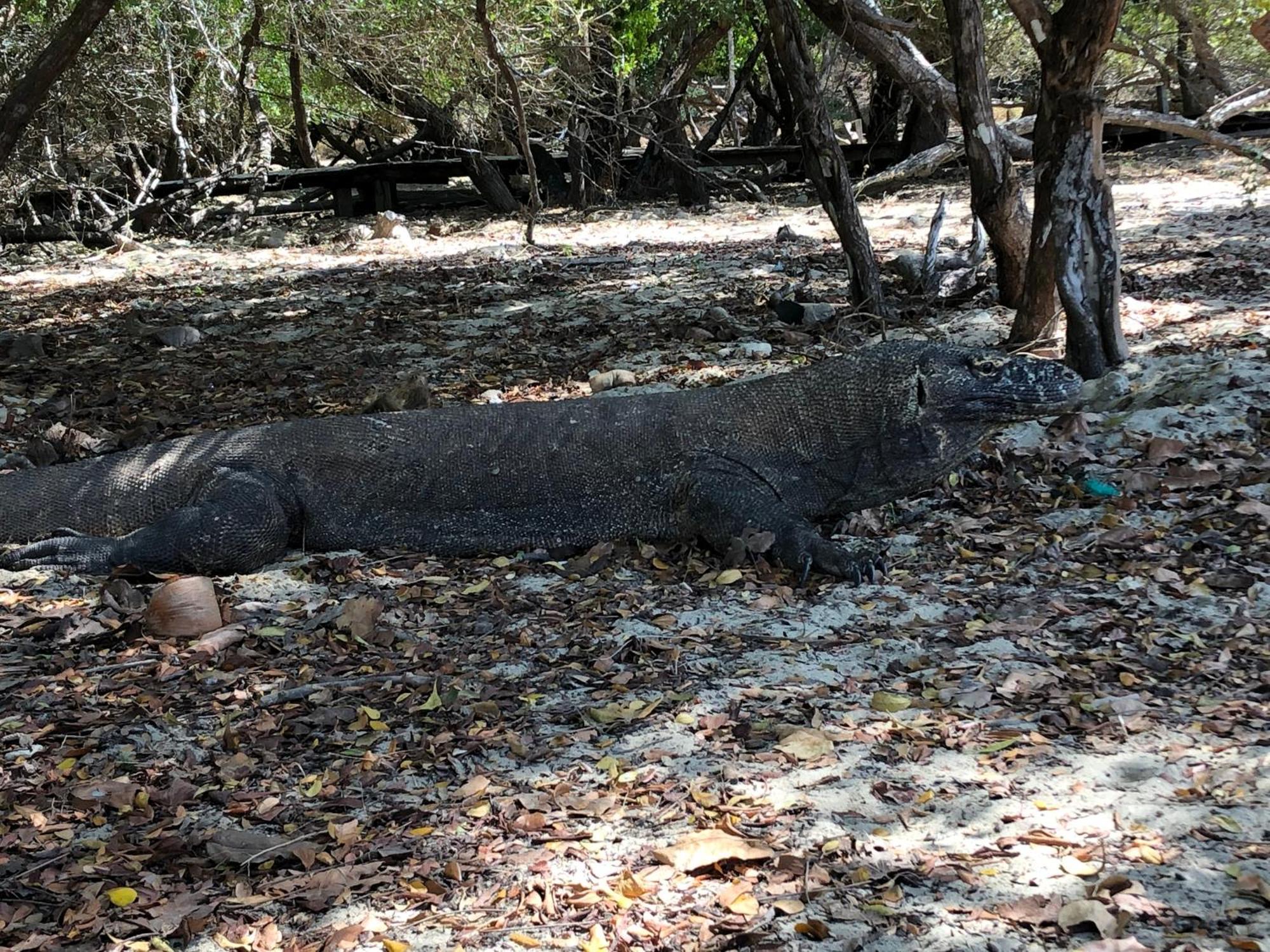 Dua Putri Komodo Homestay Luaran gambar