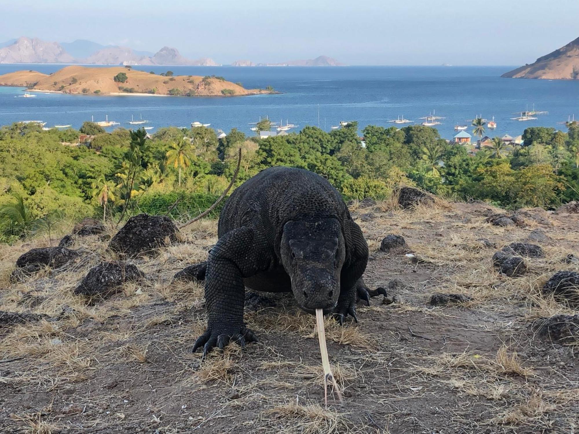 Dua Putri Komodo Homestay Luaran gambar